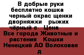 В добрые руки бесплатно,кошка,2.5черный окрас,щенки дворняжки,3 рыжих 1 чёрный,с › Цена ­ - - Все города Животные и растения » Кошки   . Ненецкий АО,Волоковая д.